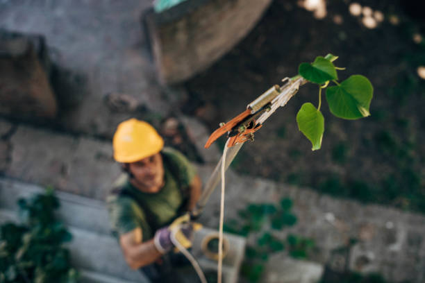 How Our Tree Care Process Works  in North Utica, IL